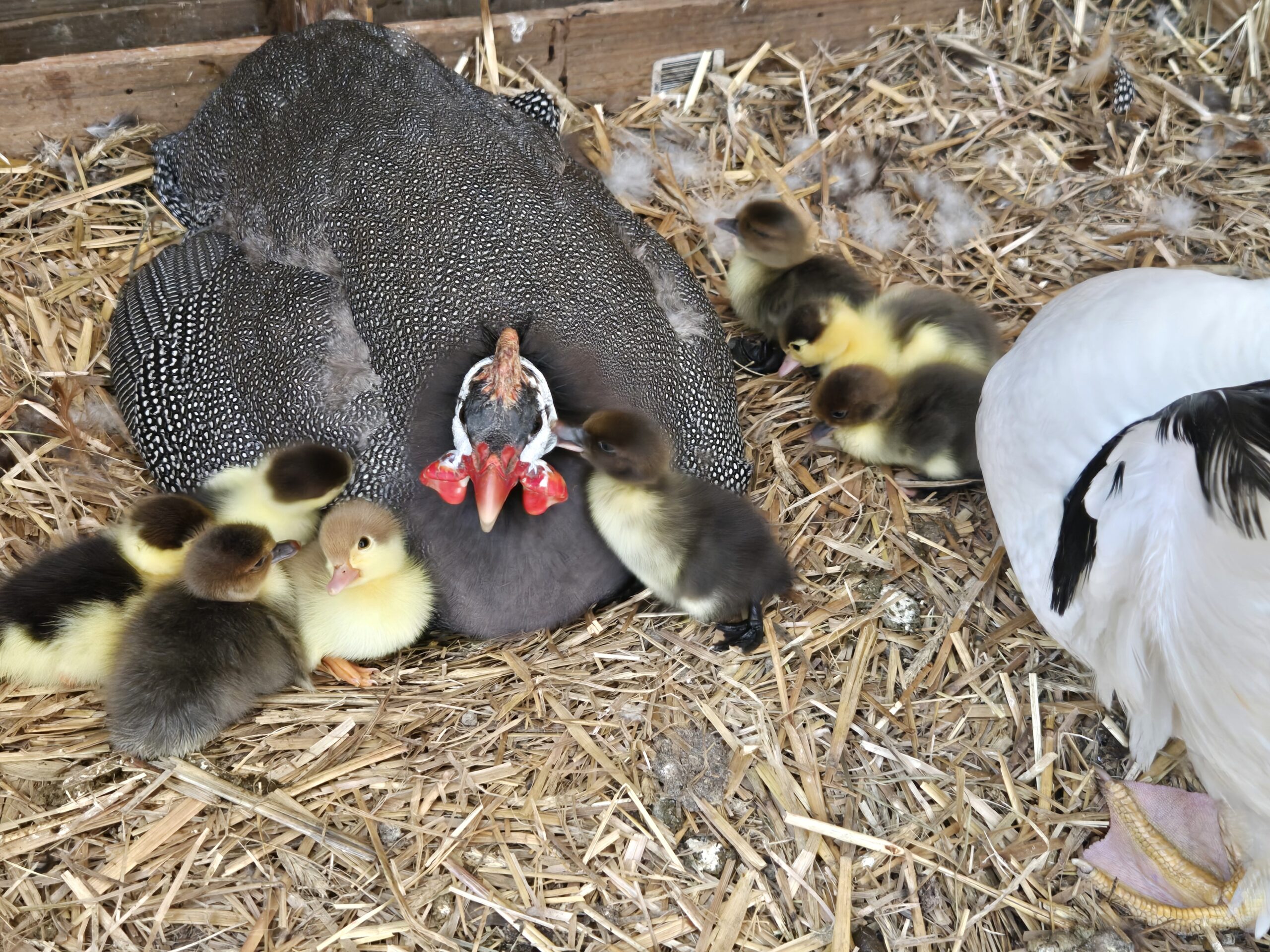 Dragan Homestead farm
