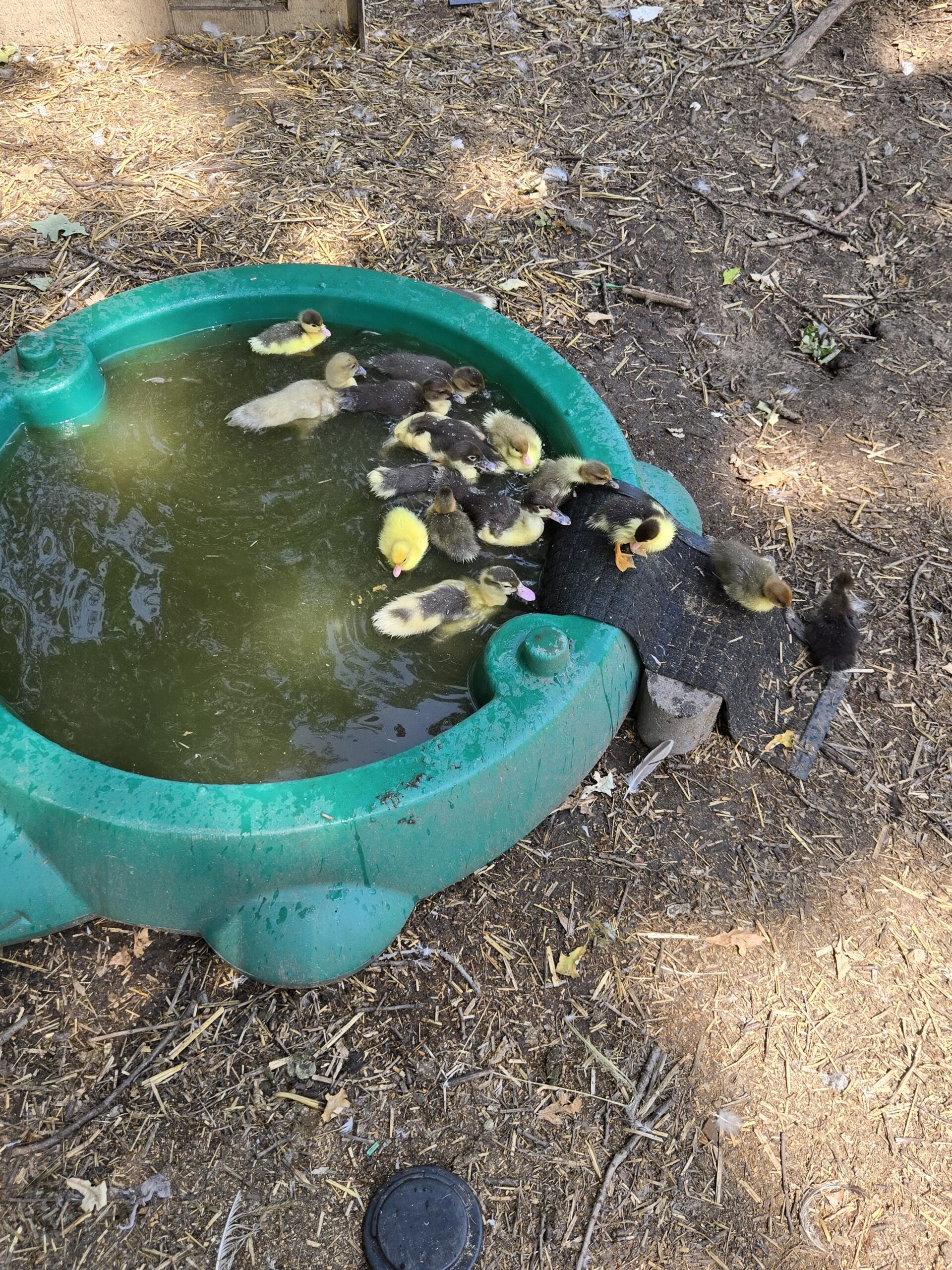Muscovy ducklings