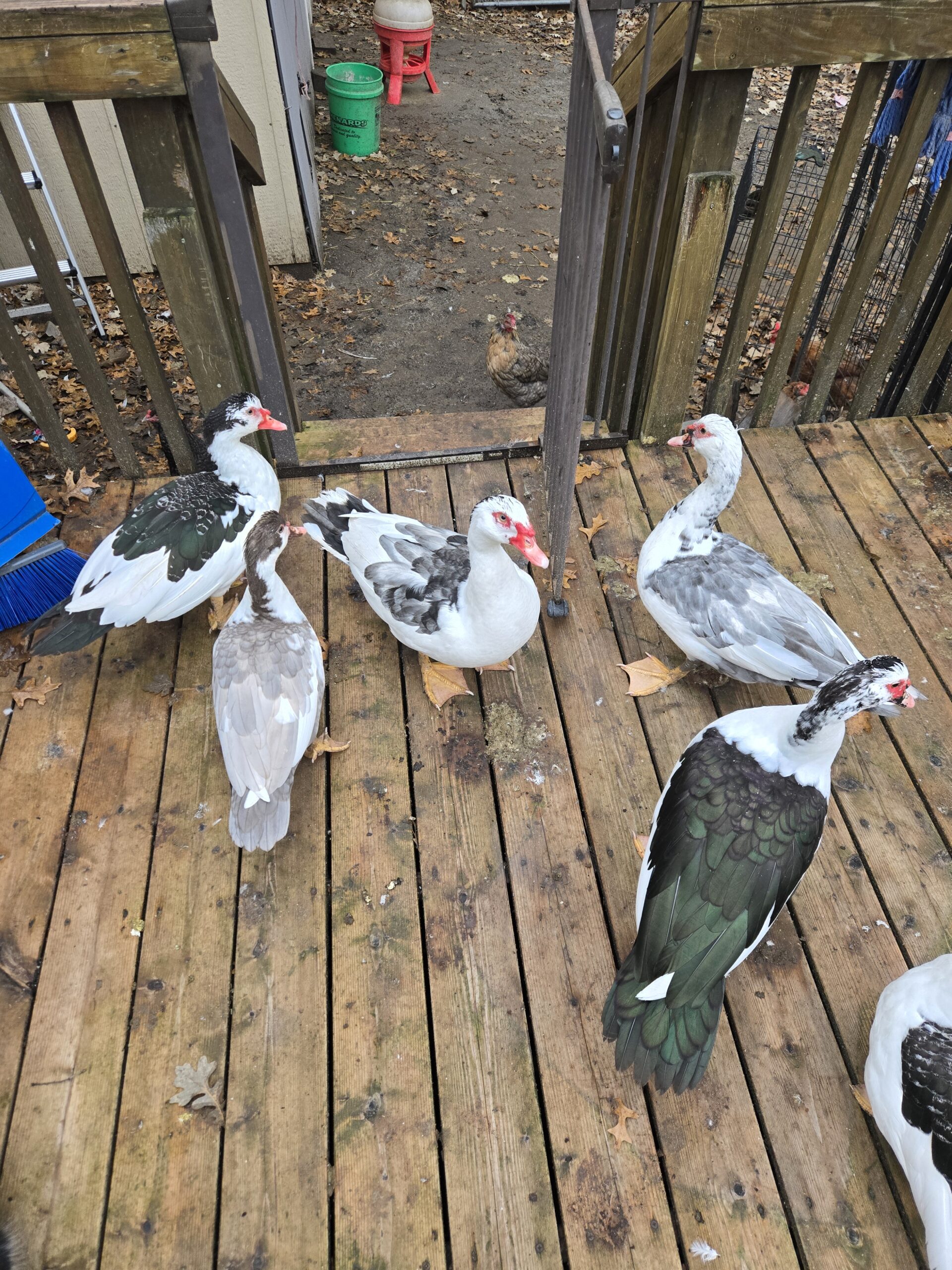Backyard chickens