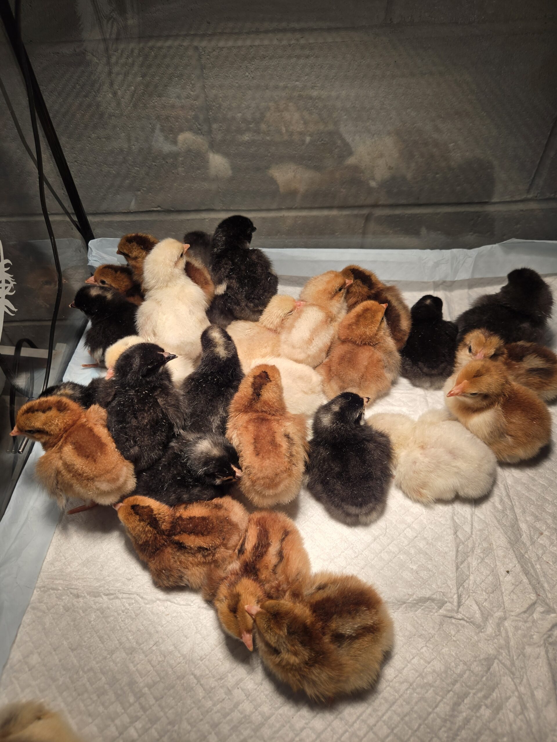 Ducks on the homestead