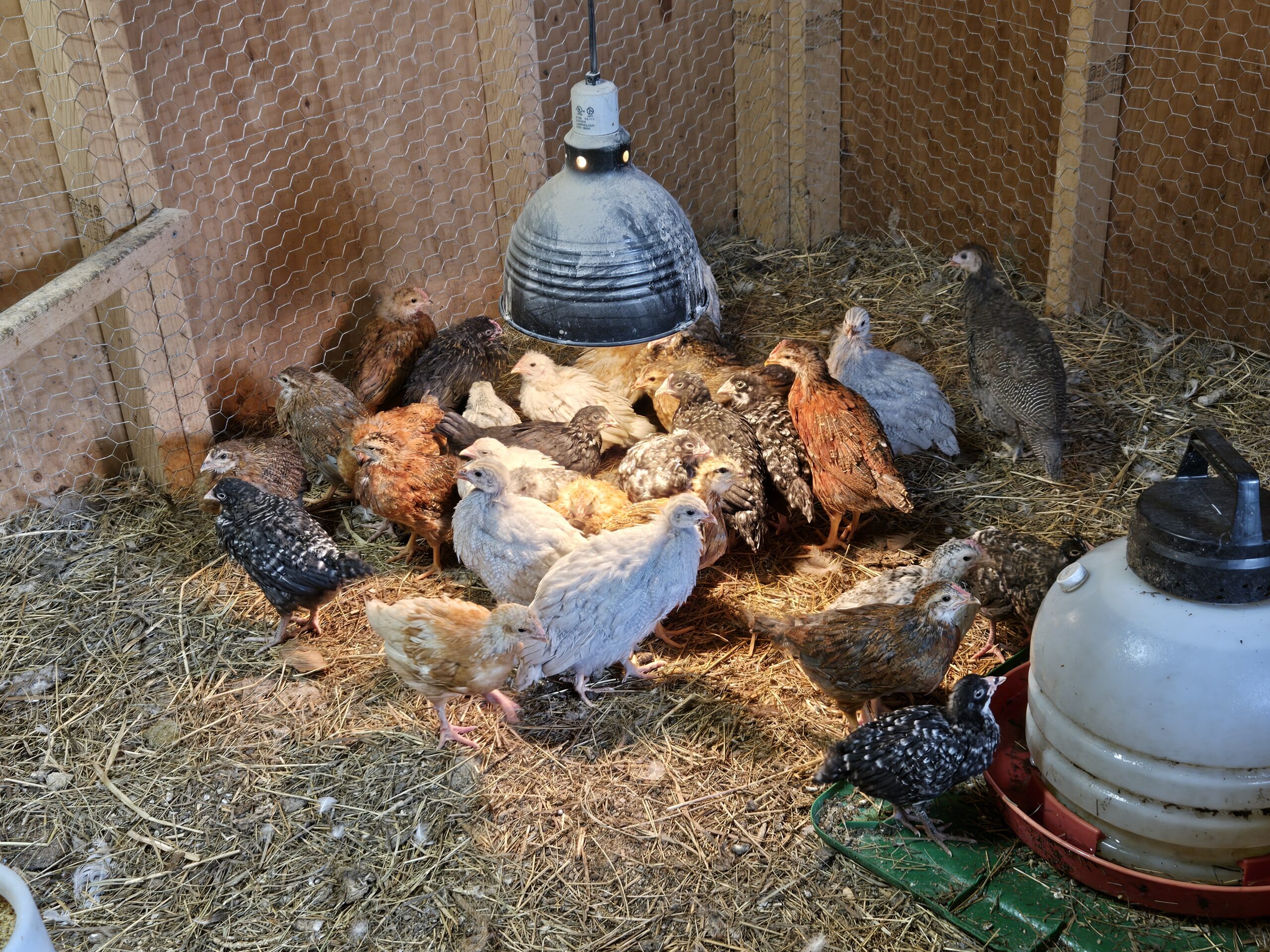 Homestead baked goods