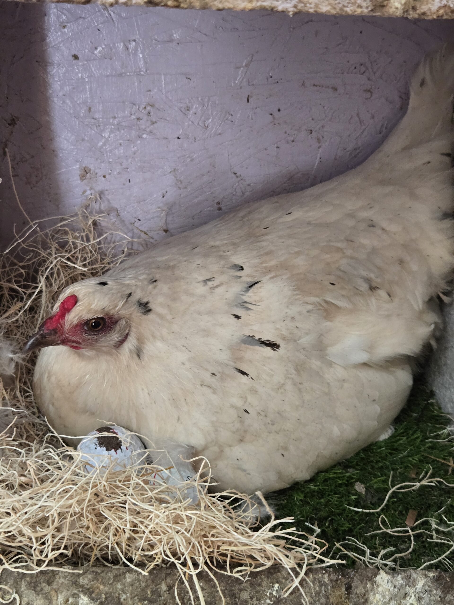 Farm fresh eggs