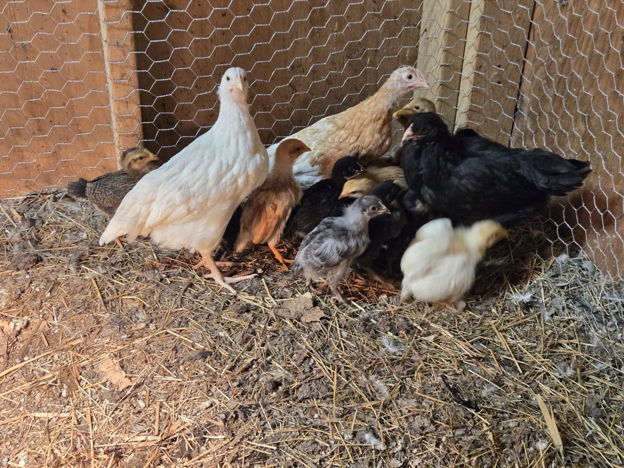 Fresh eggs from the homestead